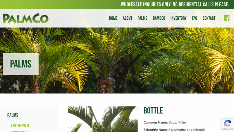 Bottle Palm