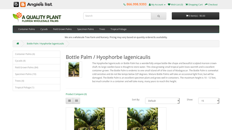 Bottle Palm / Hyophorbe lagenicaulis