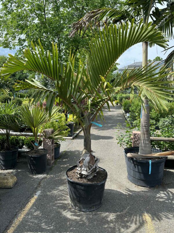 BOTTLE PALMS 500ML