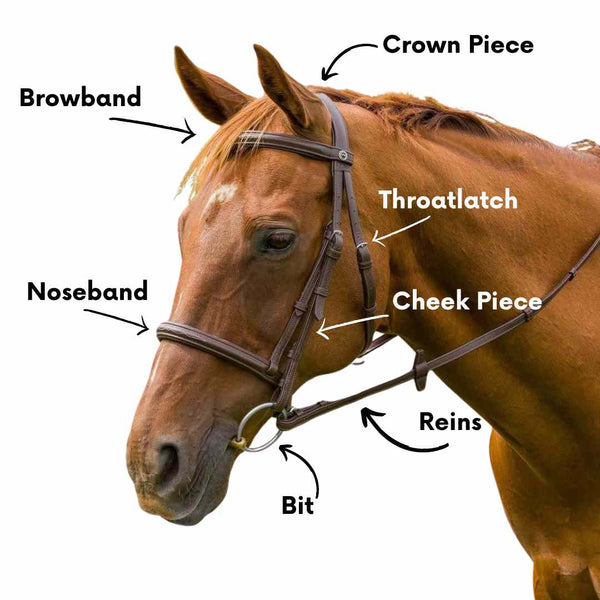 Bridle Parts Horse industry insight