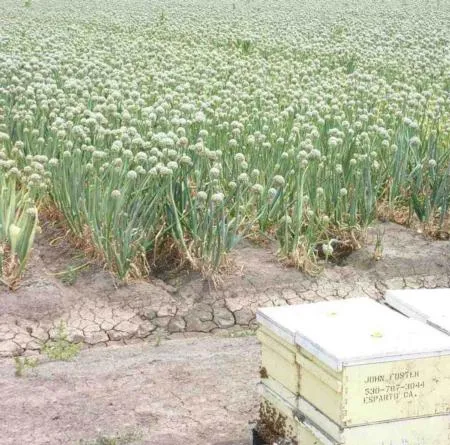 Bunching Onion Seeds industry insight