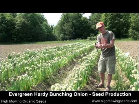 Bunching Onion Seeds industry insight