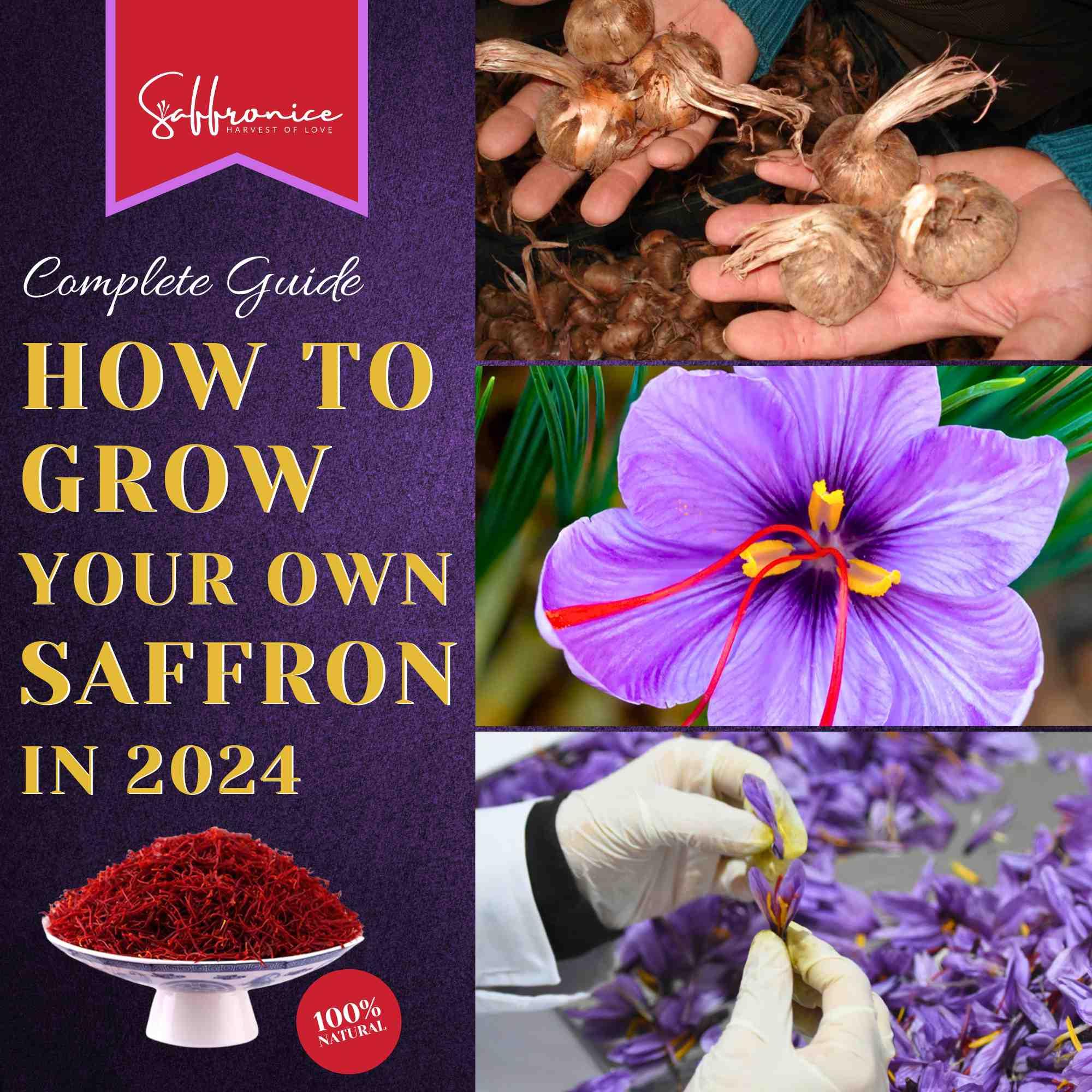 Buy Saffron Seeds industry insight