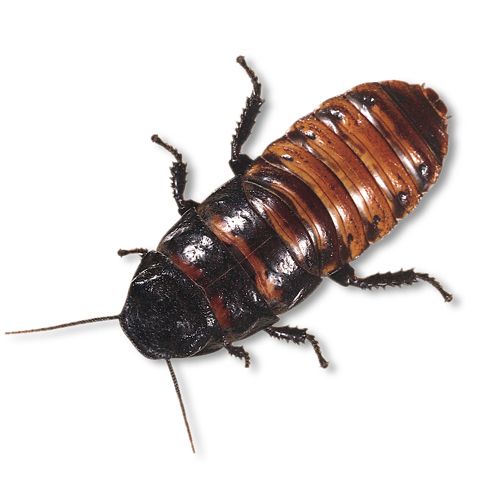 Carolina Biological Supply