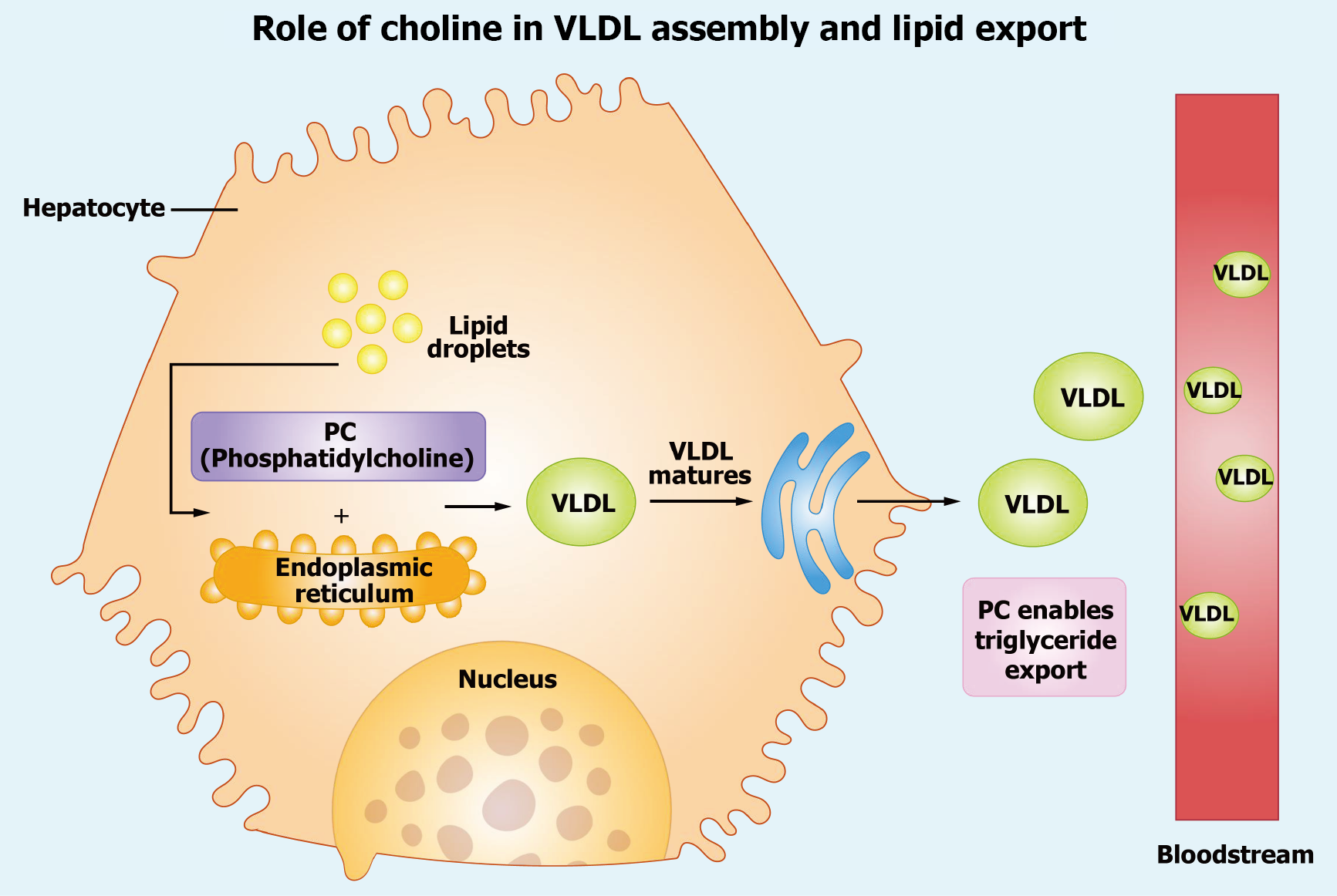Choline Bitartrate Powder Daily Dose industry insight