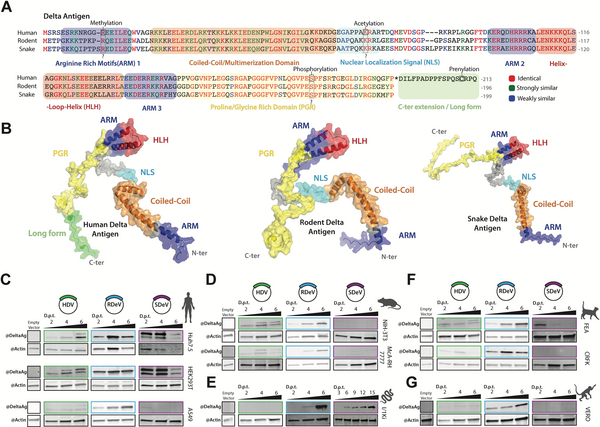 Comparative analysis of human, rodent and snake deltavirus ...