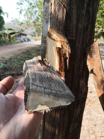 Cost Of Agarwood industry insight