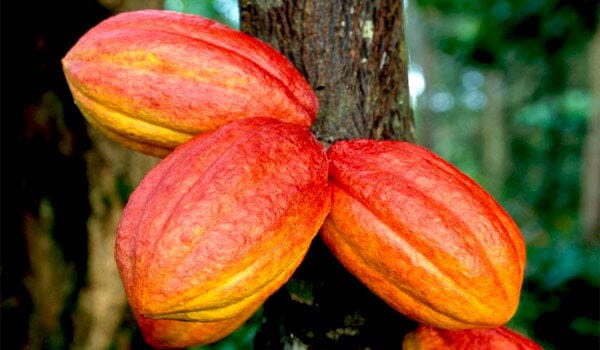 Criollo Cocoa Beans Exporter