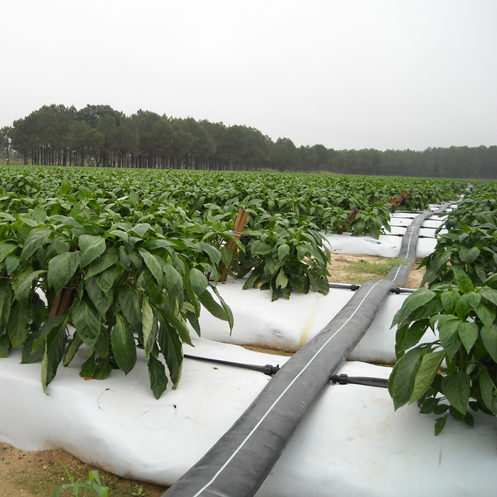 Drip Irrigation System & Technology