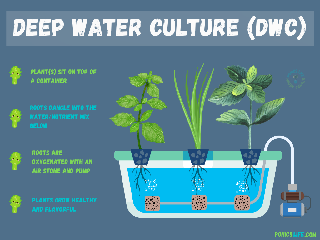 DWC (Deep Water Culture)