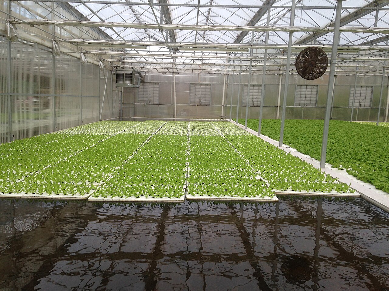 DWC (Deep Water Culture) Hydroponics Systems