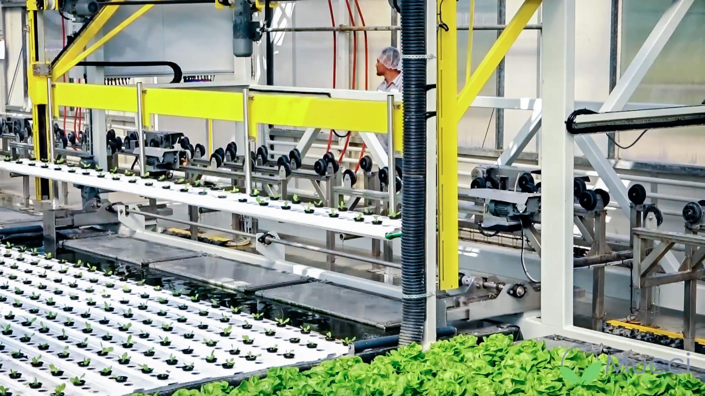 Dwc Hydroponics industry insight