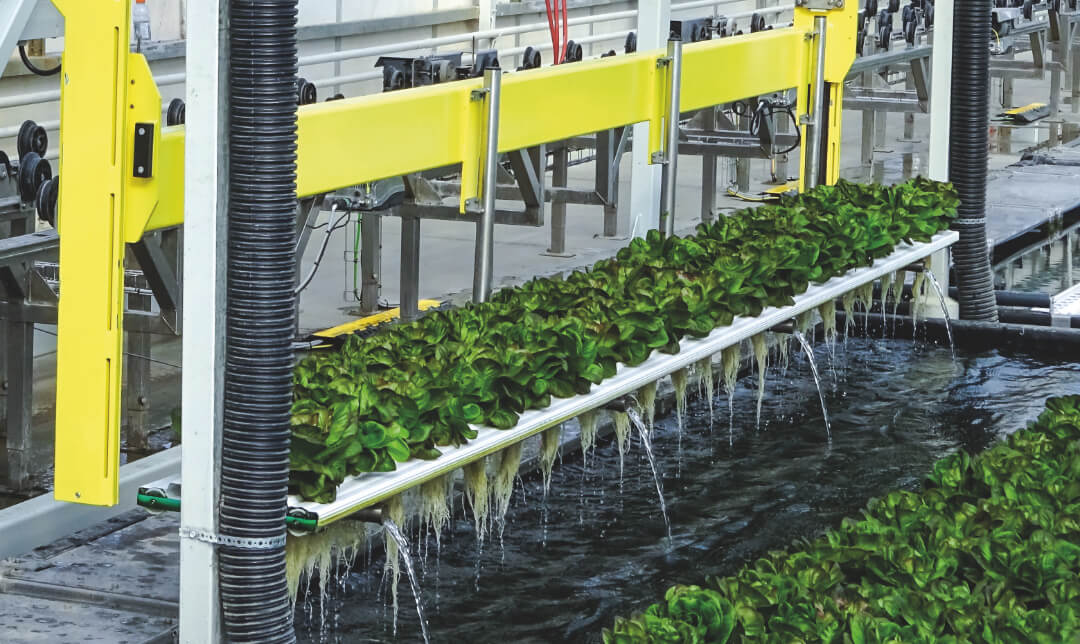 Dwc Hydroponics industry insight