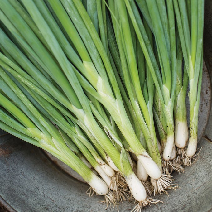 Evergreen White Bunching Onion Seeds
