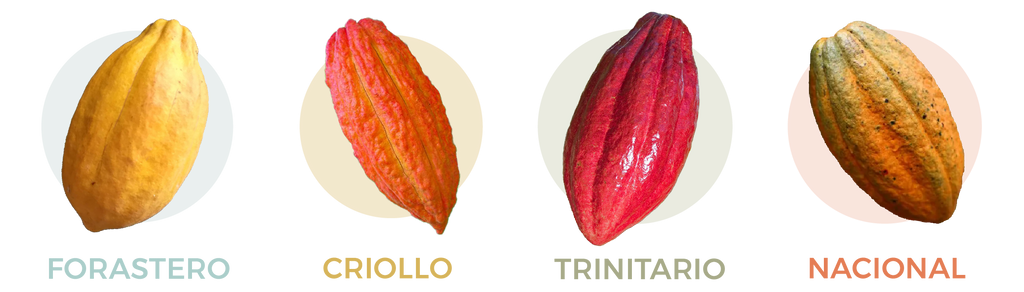 Fair Trade Cocoa COCOA CRIOLLO