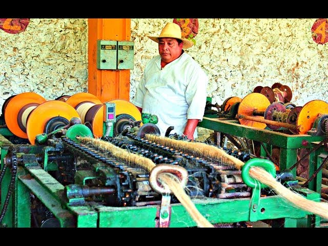 Fibre Sisal industry insight