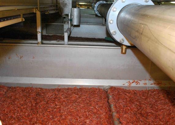 Frozen Krill industry insight