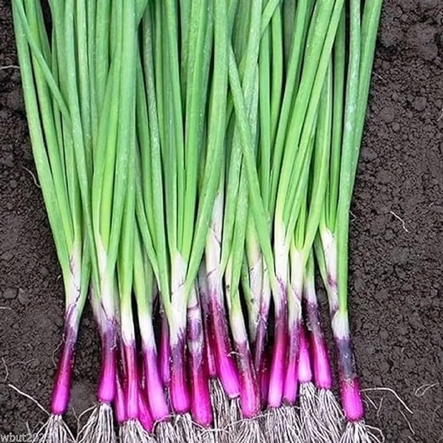 Grow Scallions, Red Onions, Vegetable Seeds