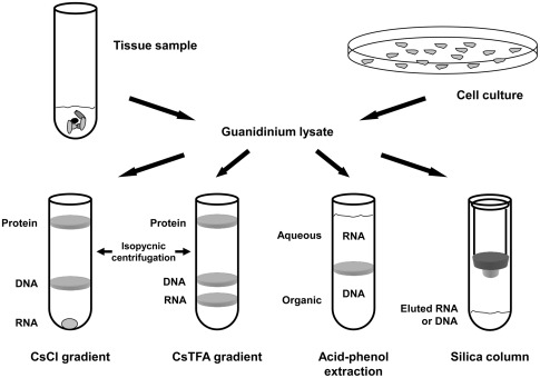 Guanidinium Thiocyanate industry insight
