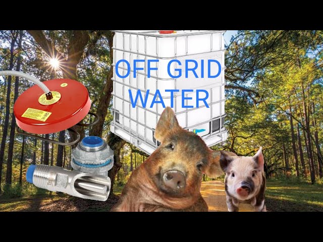 Hog & Pig Water Drinking