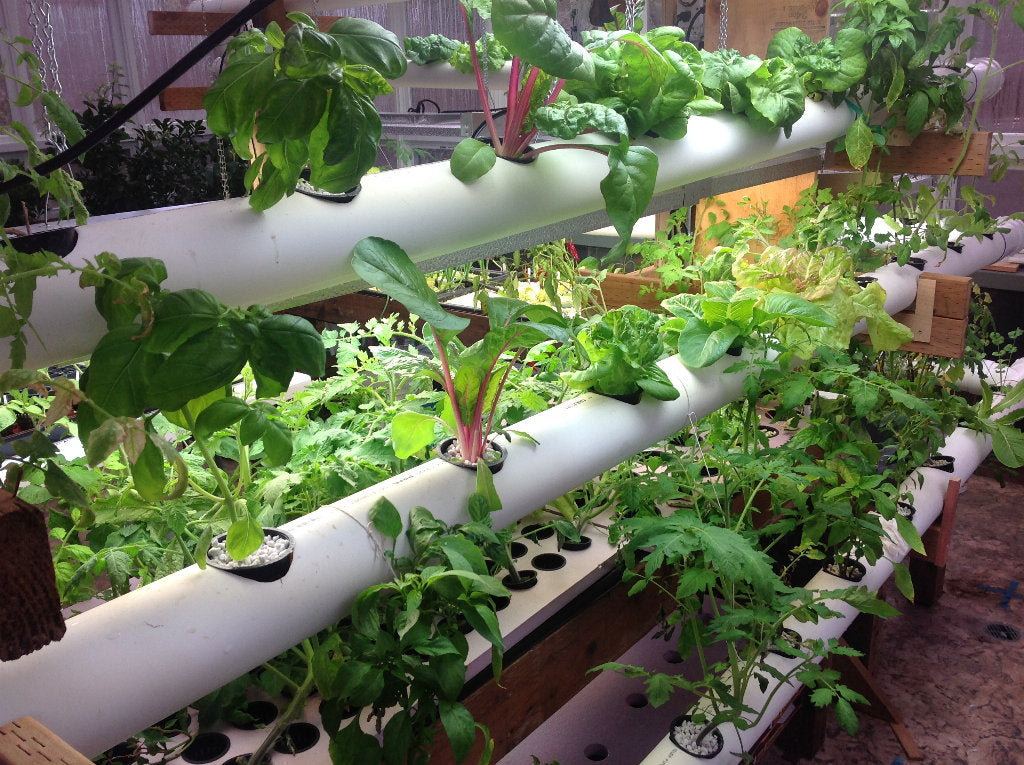 Hydroponic Growing Systems