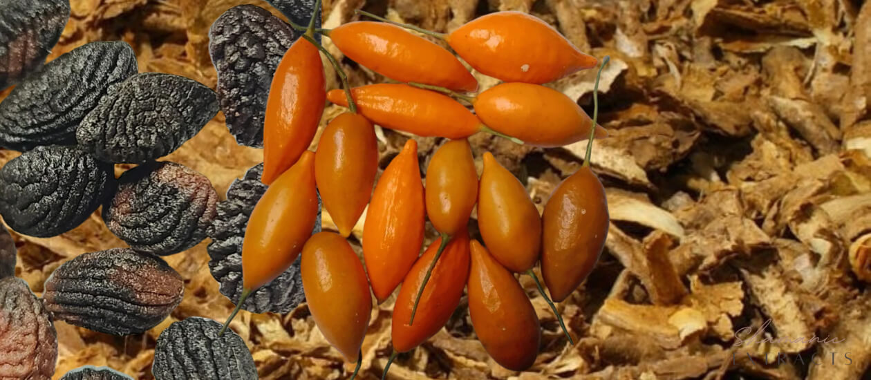 Ibogaine Plant Seeds industry insight
