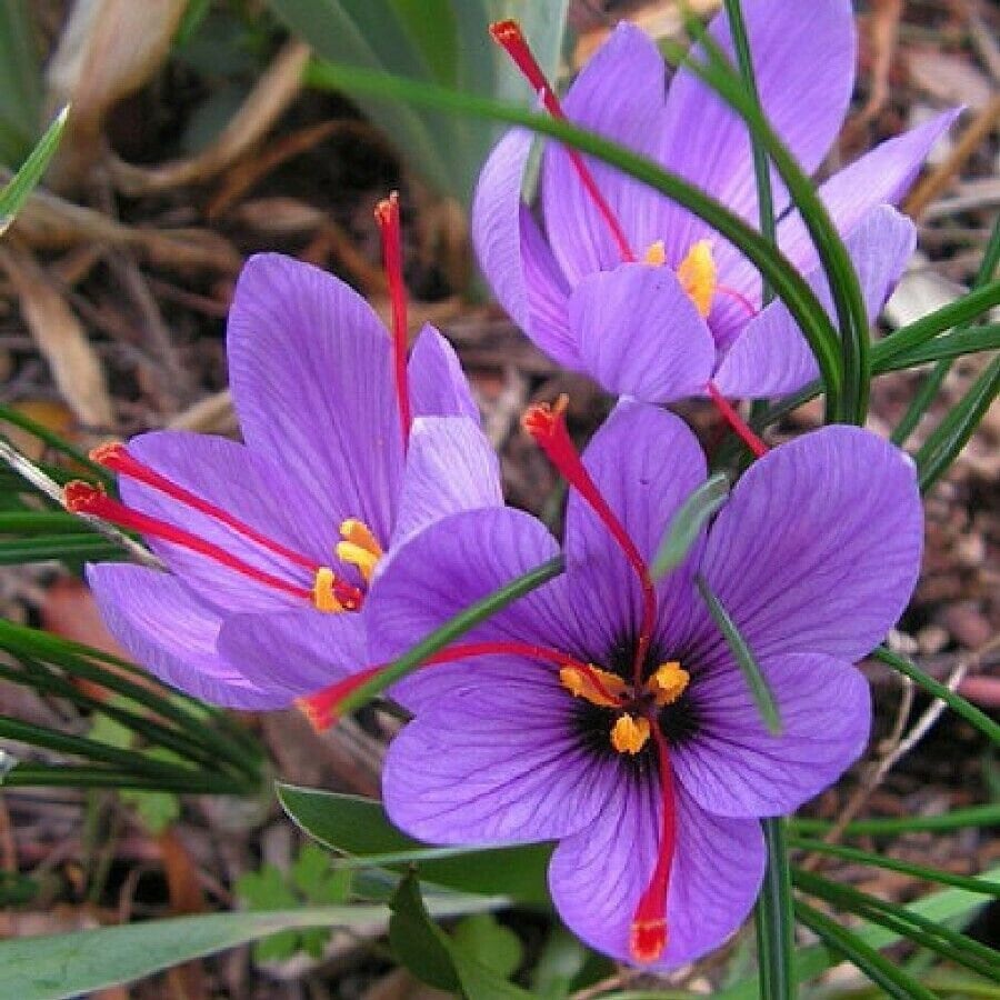 Kashmiri Saffron Seeds