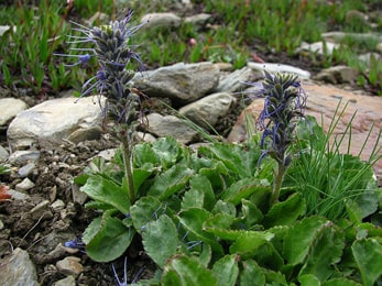 Kutki Picrorhiza industry insight