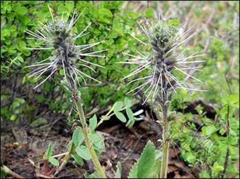 Kutki (Picrorhiza kurroa) API Manufacturers