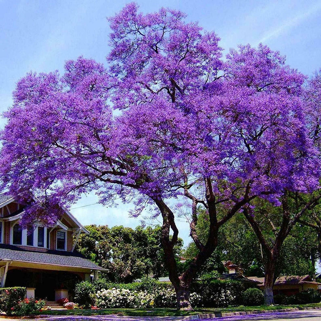 Lilac Paulownia Seeds