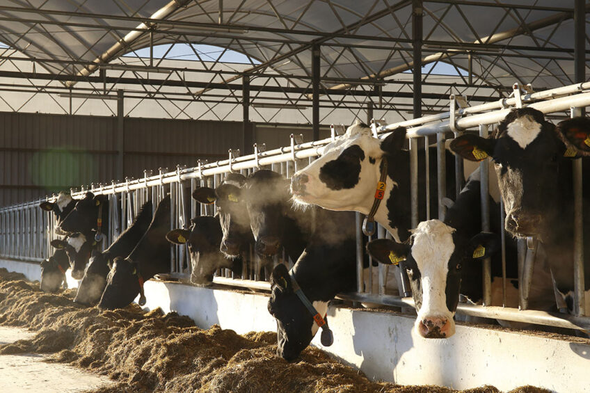 Molasses For Cows industry insight