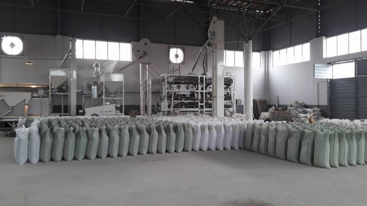 Mong Beans industry insight