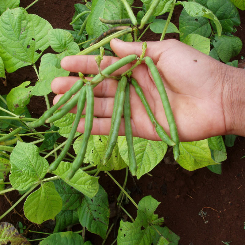 Mungbeans