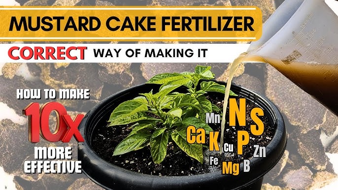 Mustard Cake Fertilizer industry insight