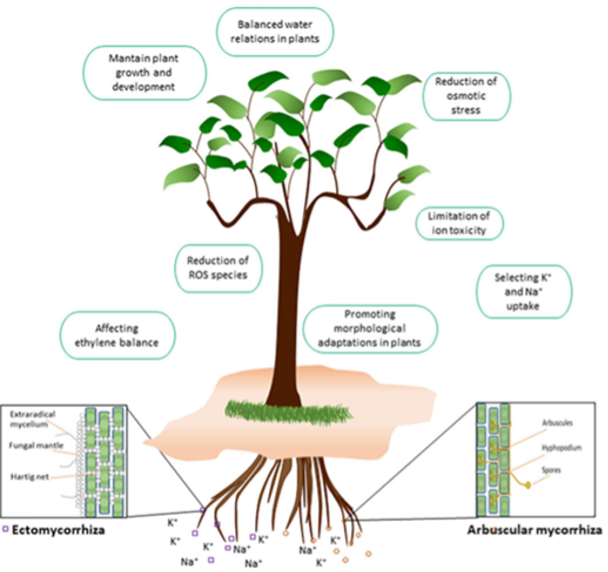 Mycorrhizae