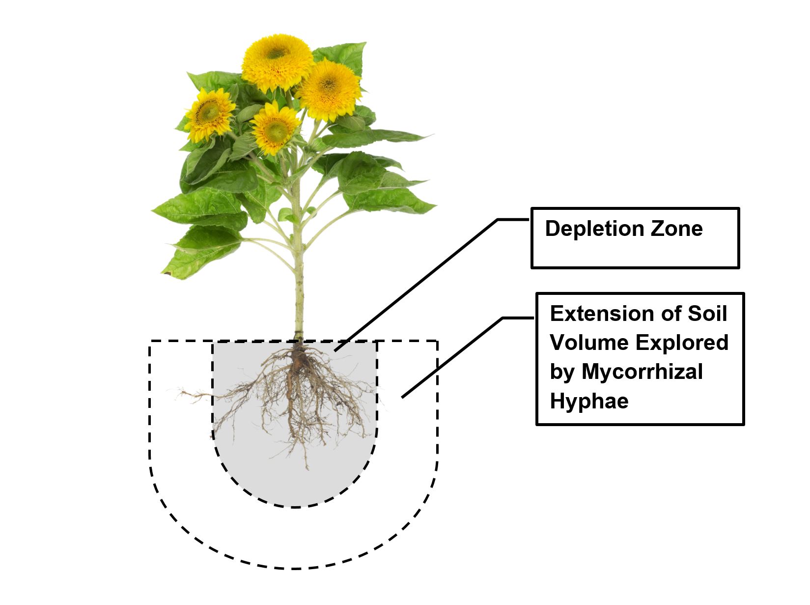 Mycorrhizae Biostimulants for Plants