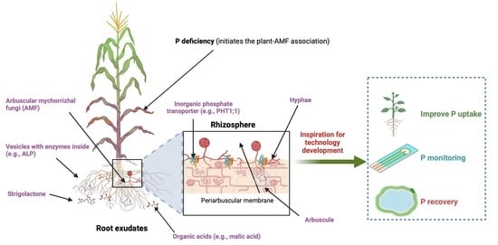 Mycorrhizal Fungi Bio industry insight