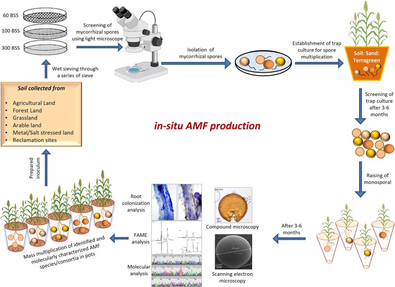 Mycorrhizal Fungi Bio industry insight