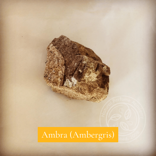 Natural Perfume Academy Main Glossary