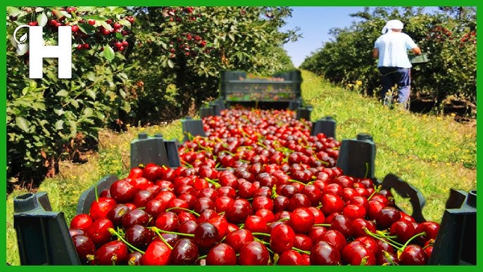 Orchard Cherry Picker industry insight