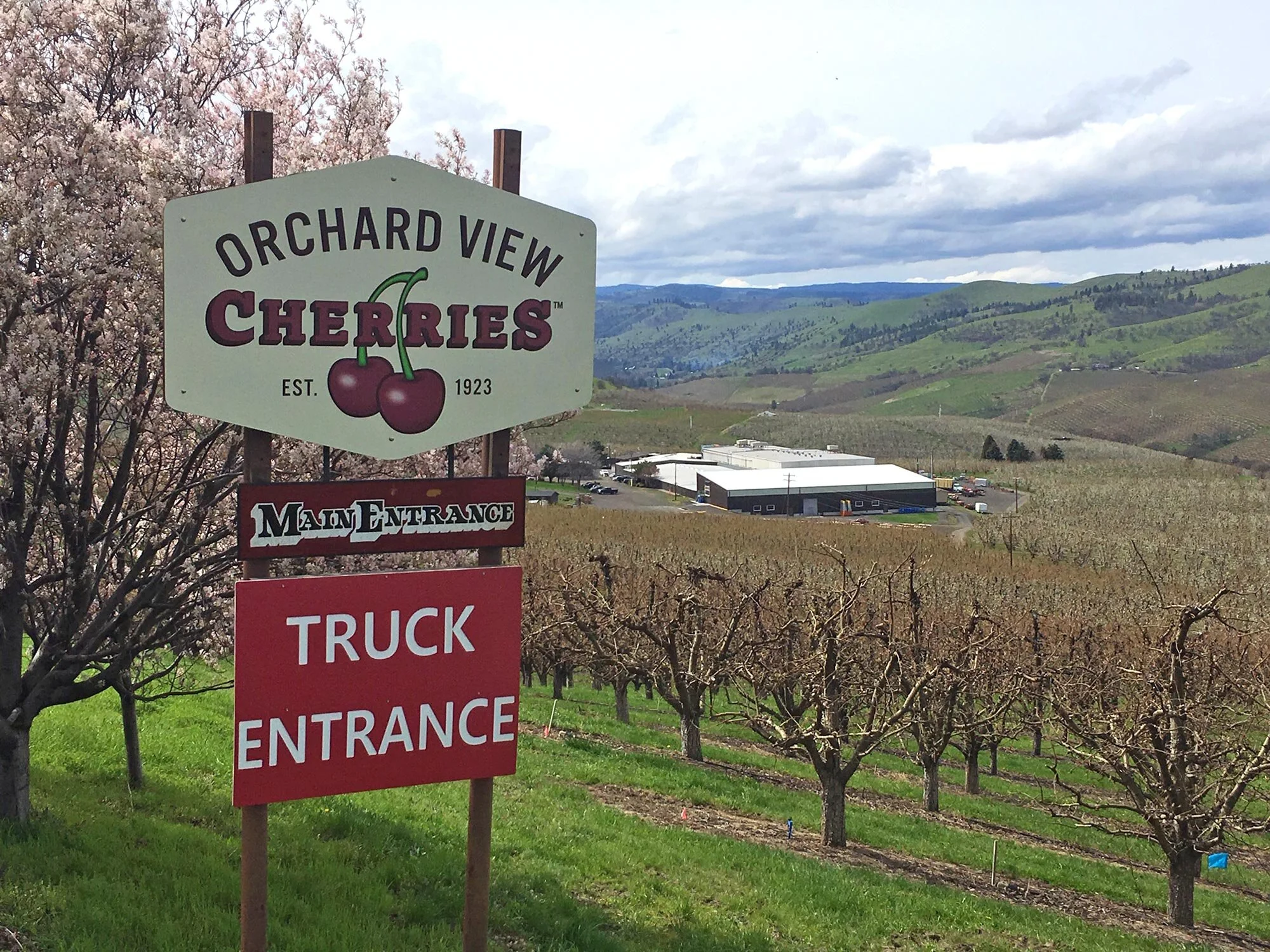 Orchard View Cherries