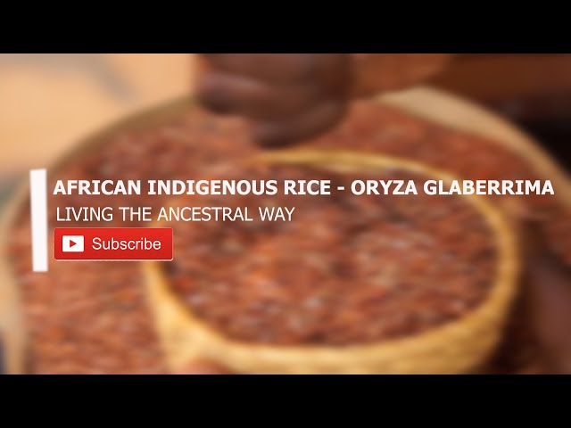 Oryza Glaberrima industry insight