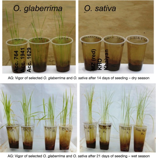 Oryza Glaberrima industry insight