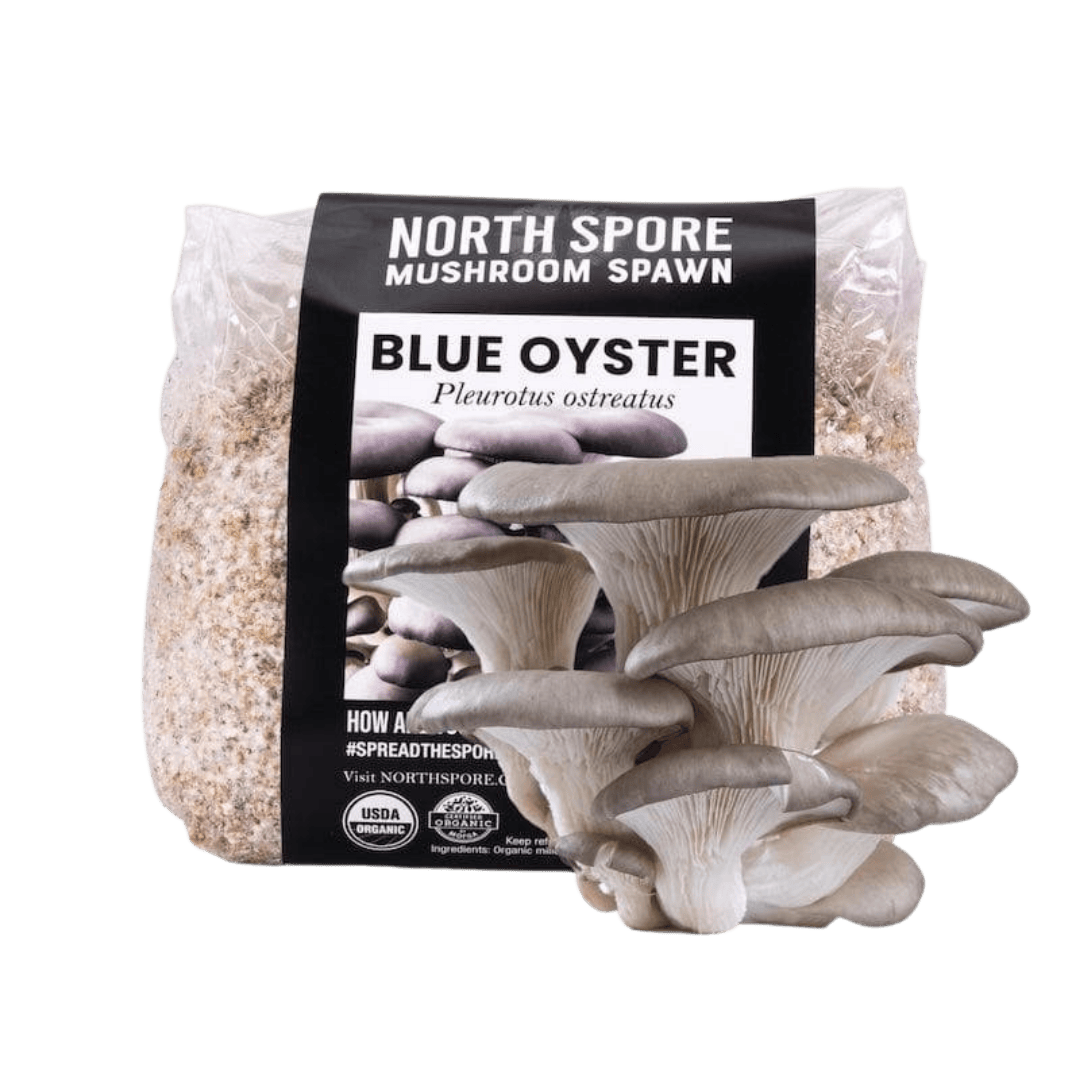 Oyster Mushroom Farm