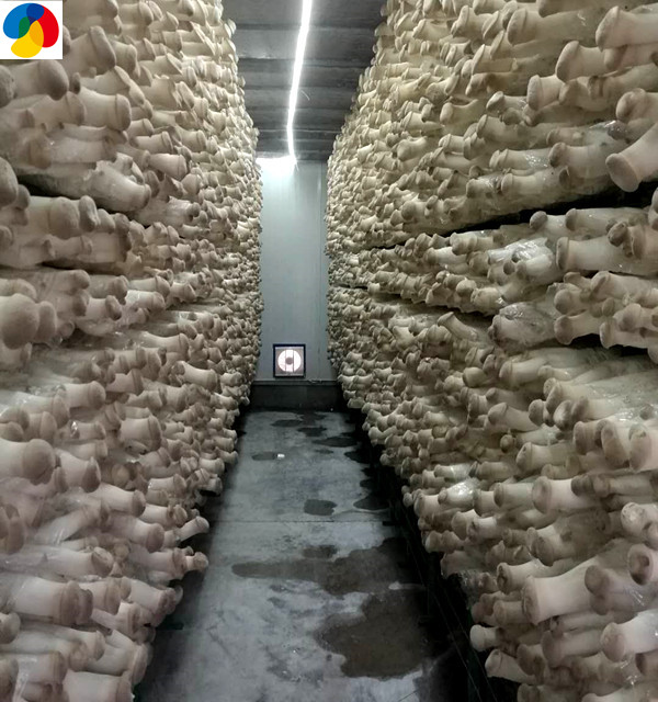 Oyster Mushroom Seeds industry insight