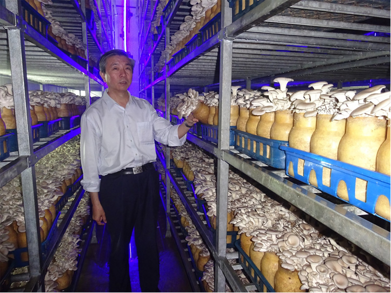 Oyster Mushroom Seeds industry insight