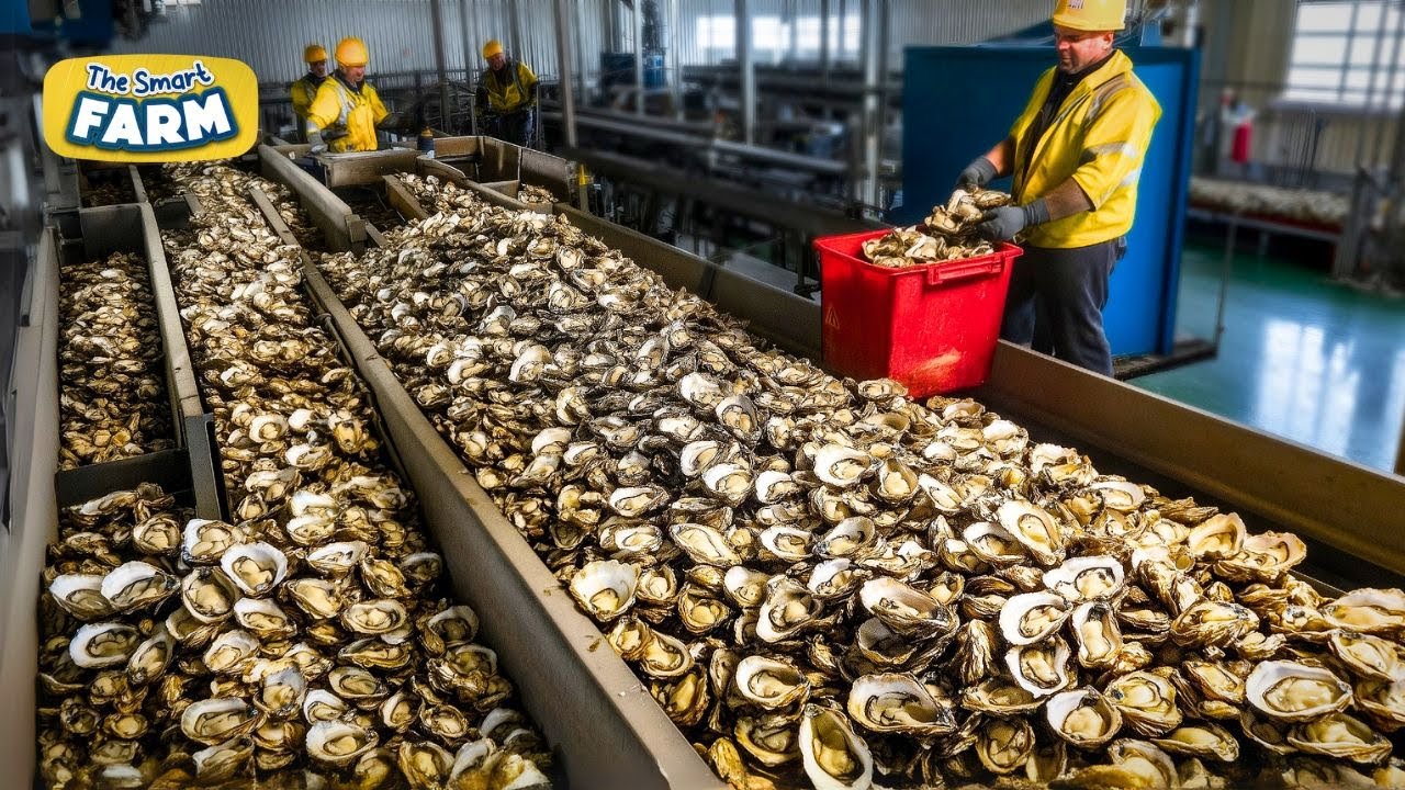 Oyster Tins industry insight