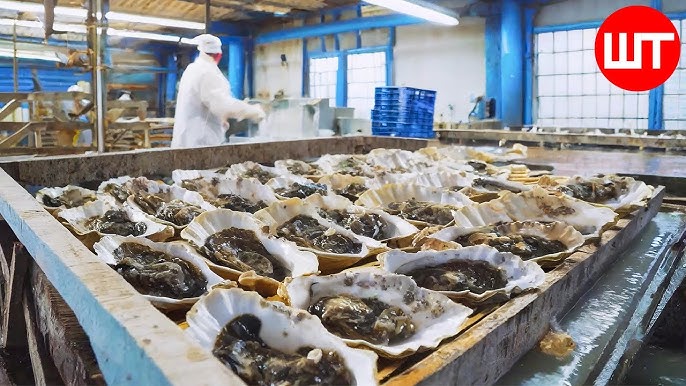 Oyster Tins industry insight