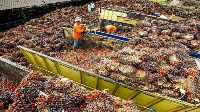 Palm Bottle industry insight