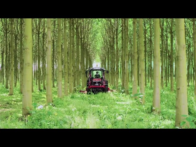Paulownia Tree Seeds industry insight